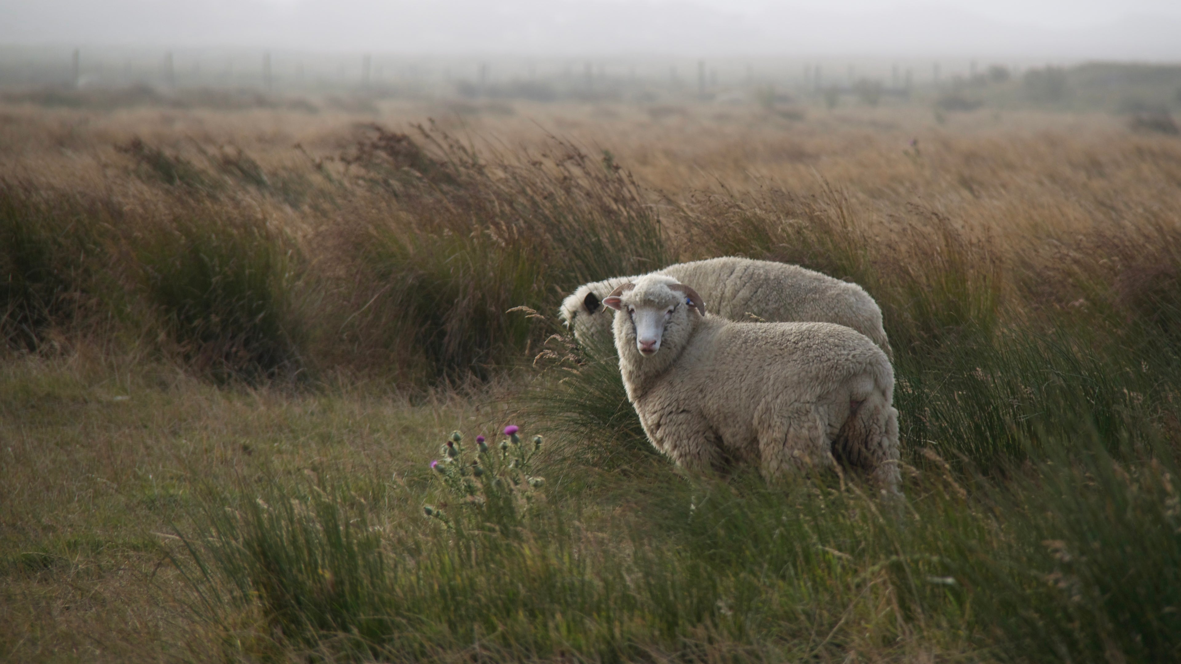 Our Lamb
