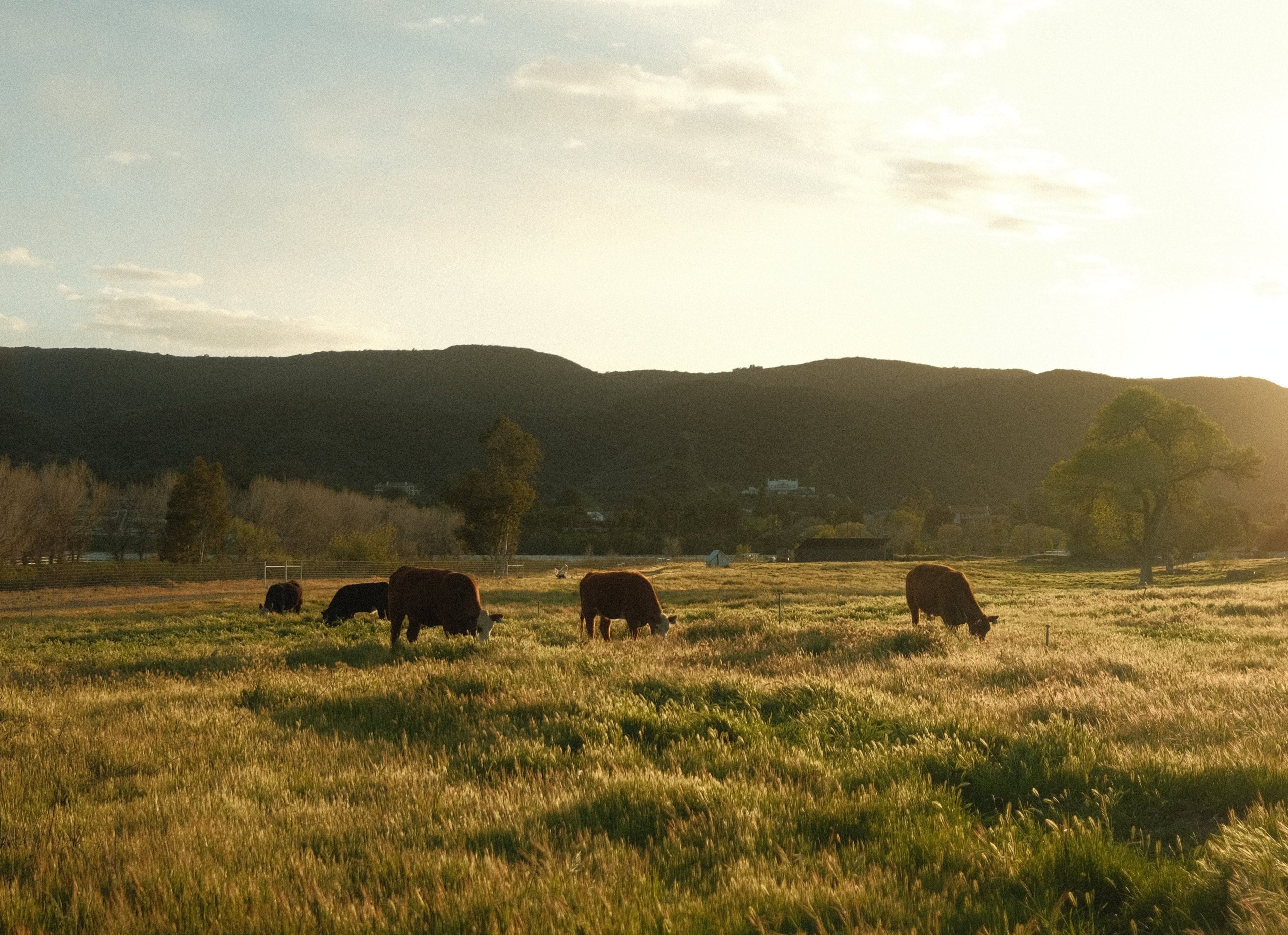 Our Beef