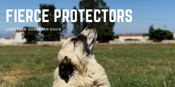 Fierce Protectors - the LGD's
