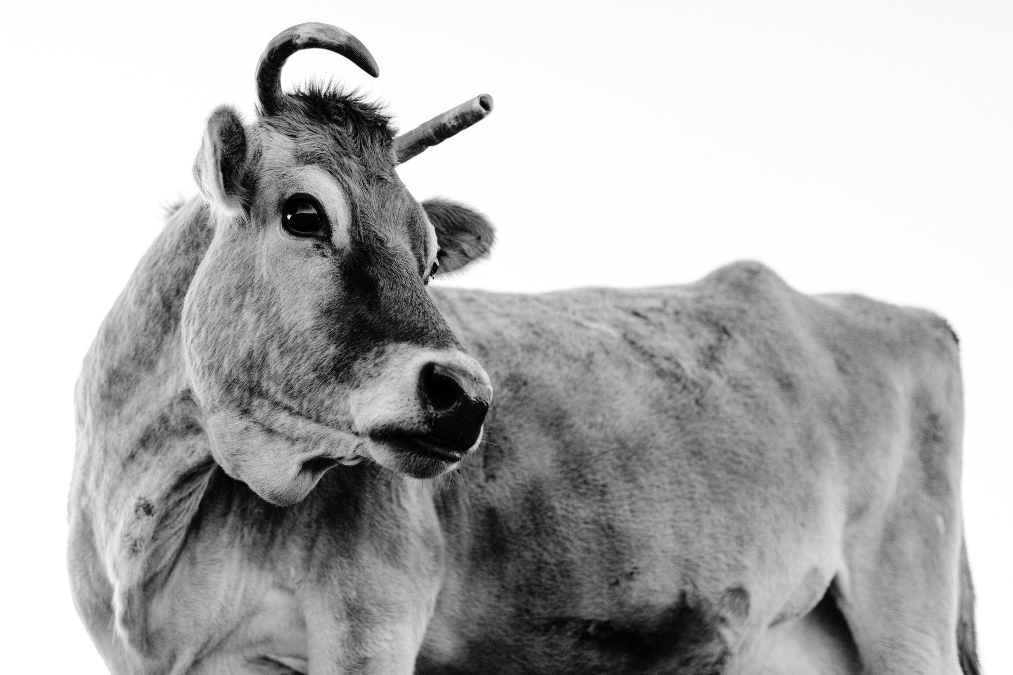A close-up black and white image of a cow, symbolizing the quality and natural origin of grass-fed meats.