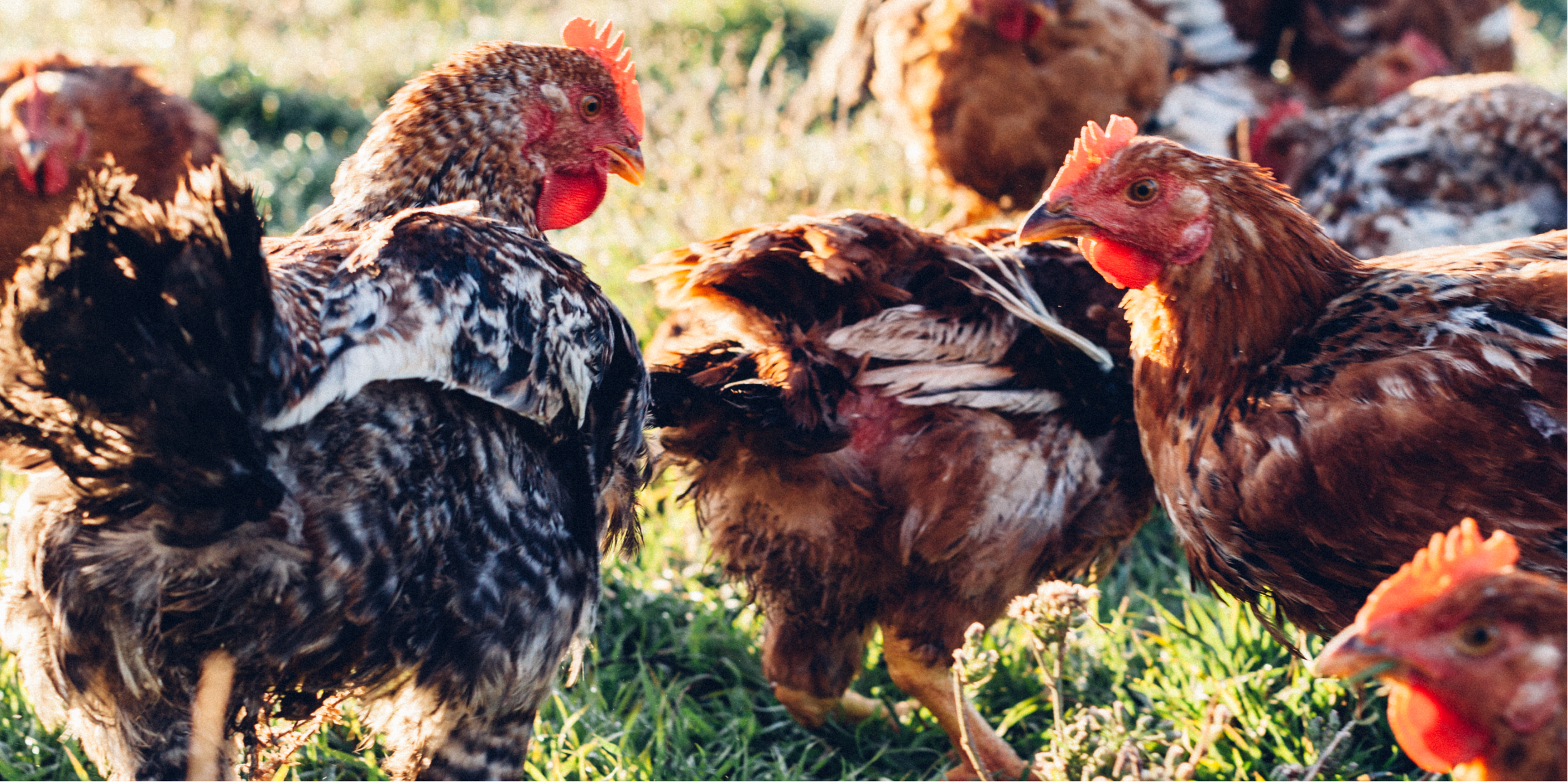 What Makes Our Chicken Different?