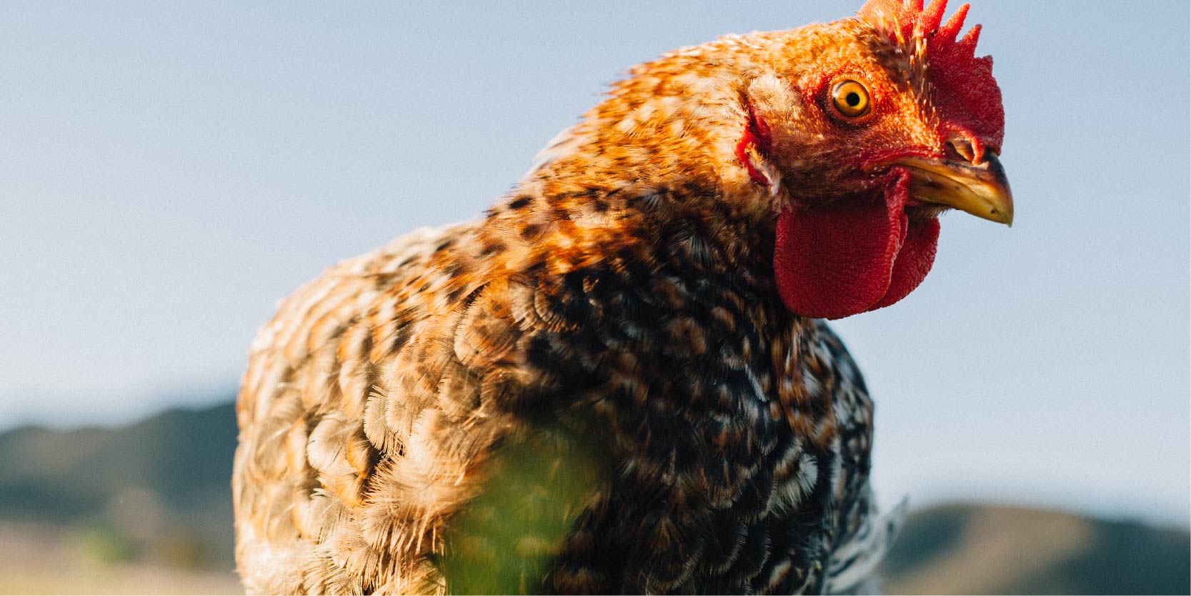The Truth Behind Chickens and Grain