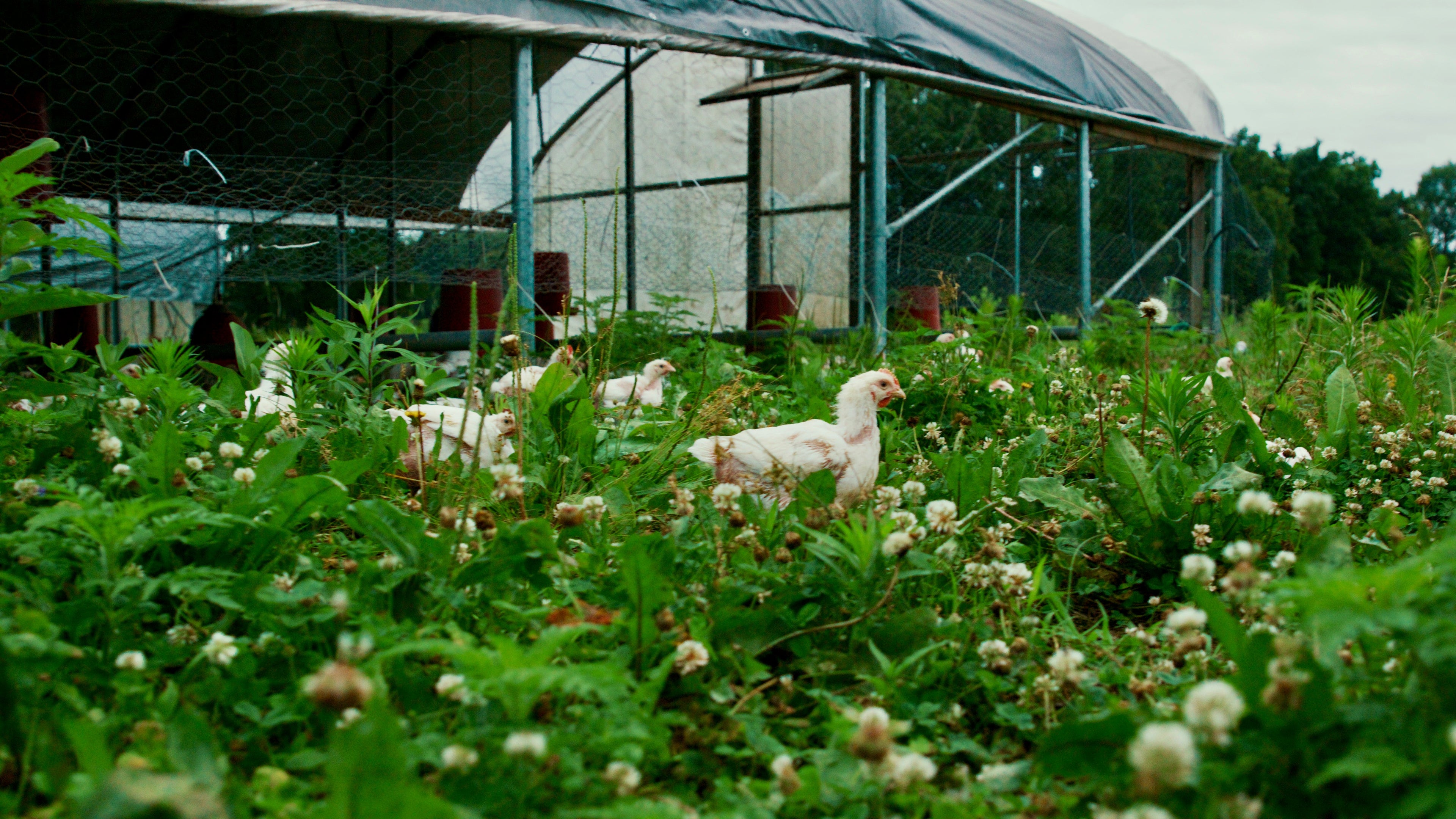 Our Chicken