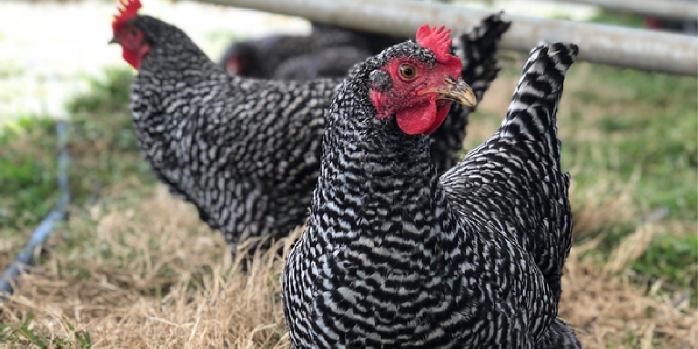Getting Started with Backyard Chickens