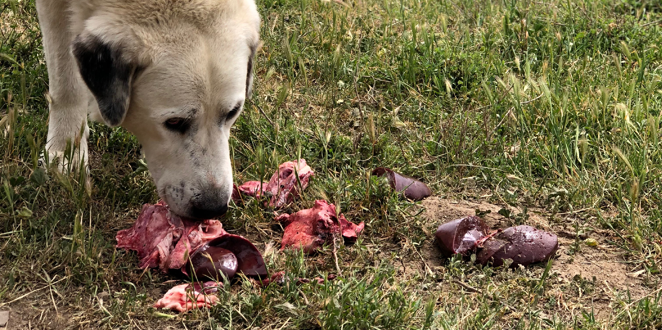 Feeding raw pig sales feet to dogs
