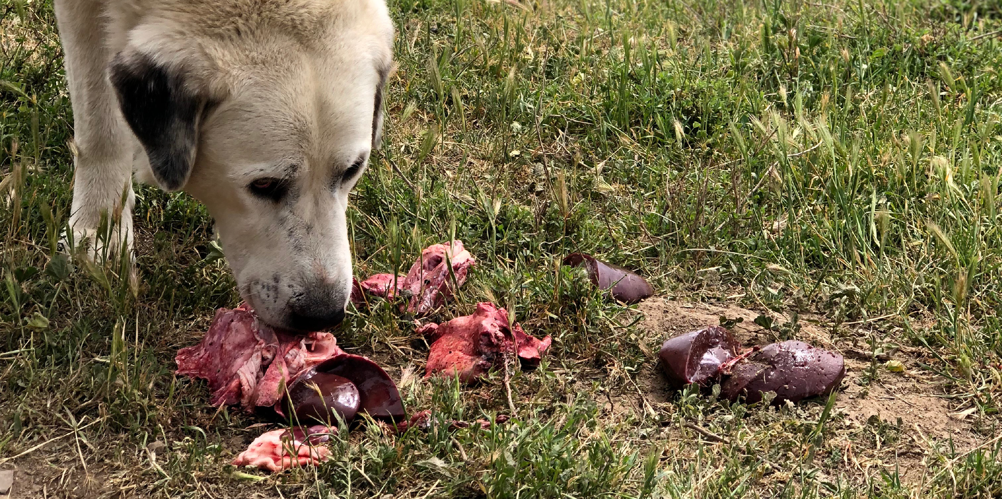 How to Feed Your Dog Raw