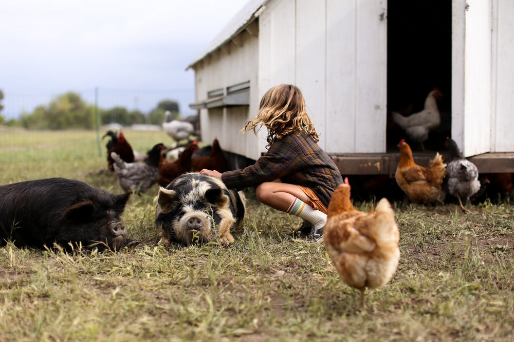 The Farm by Primal Pastures
