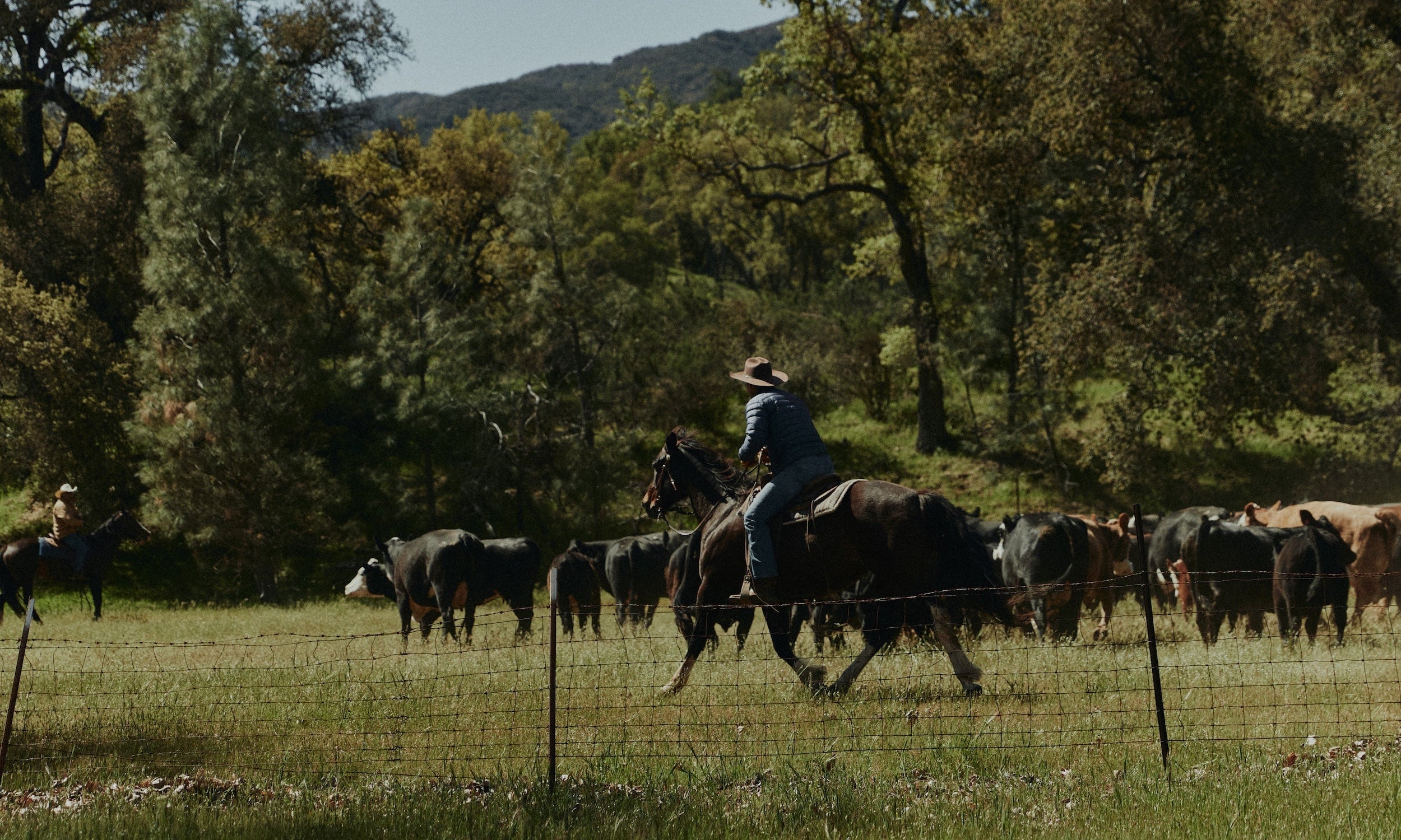 “Grass Fed” Doesn’t Mean What You Think.
