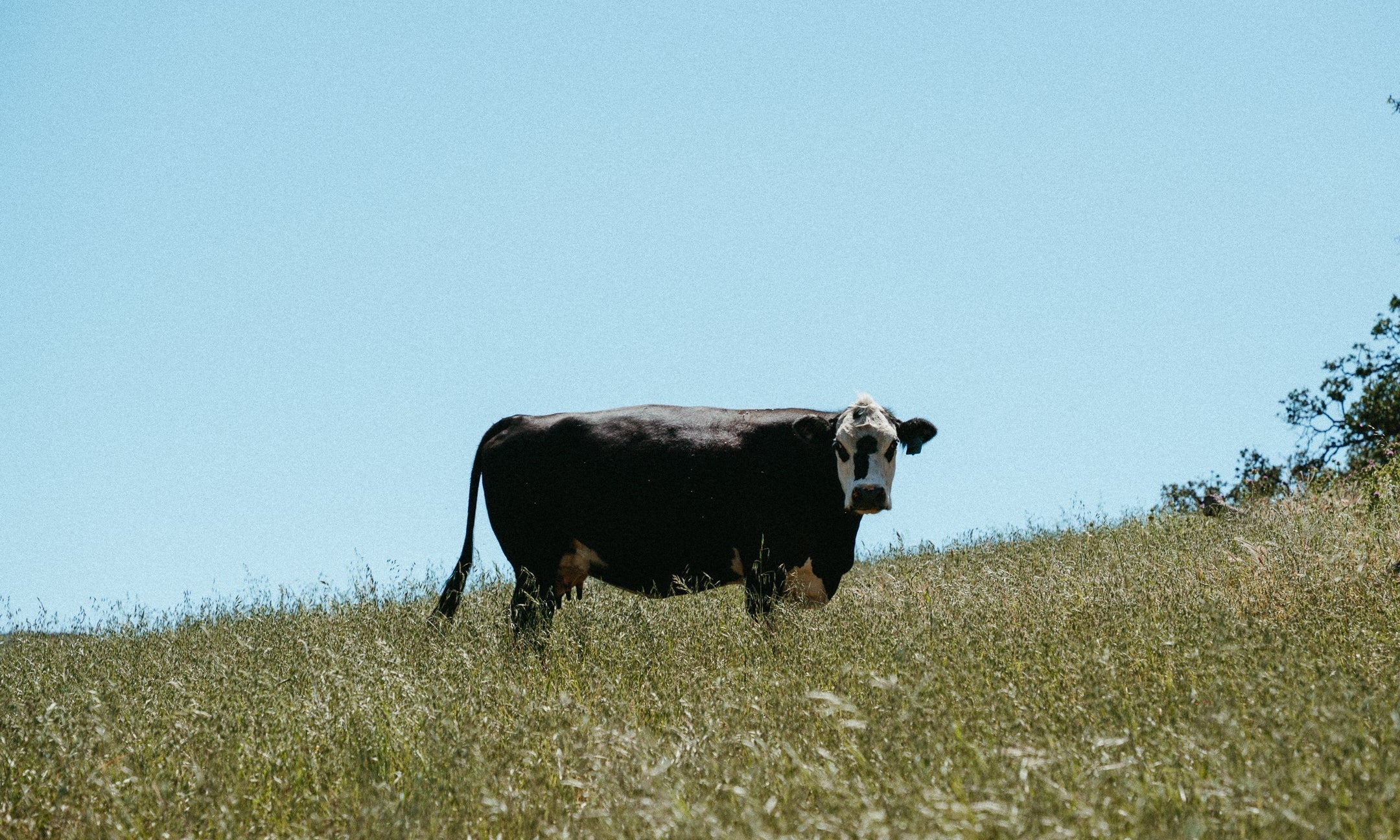 Raised on Grass, With Love: 24 Hours at Avenales Ranch