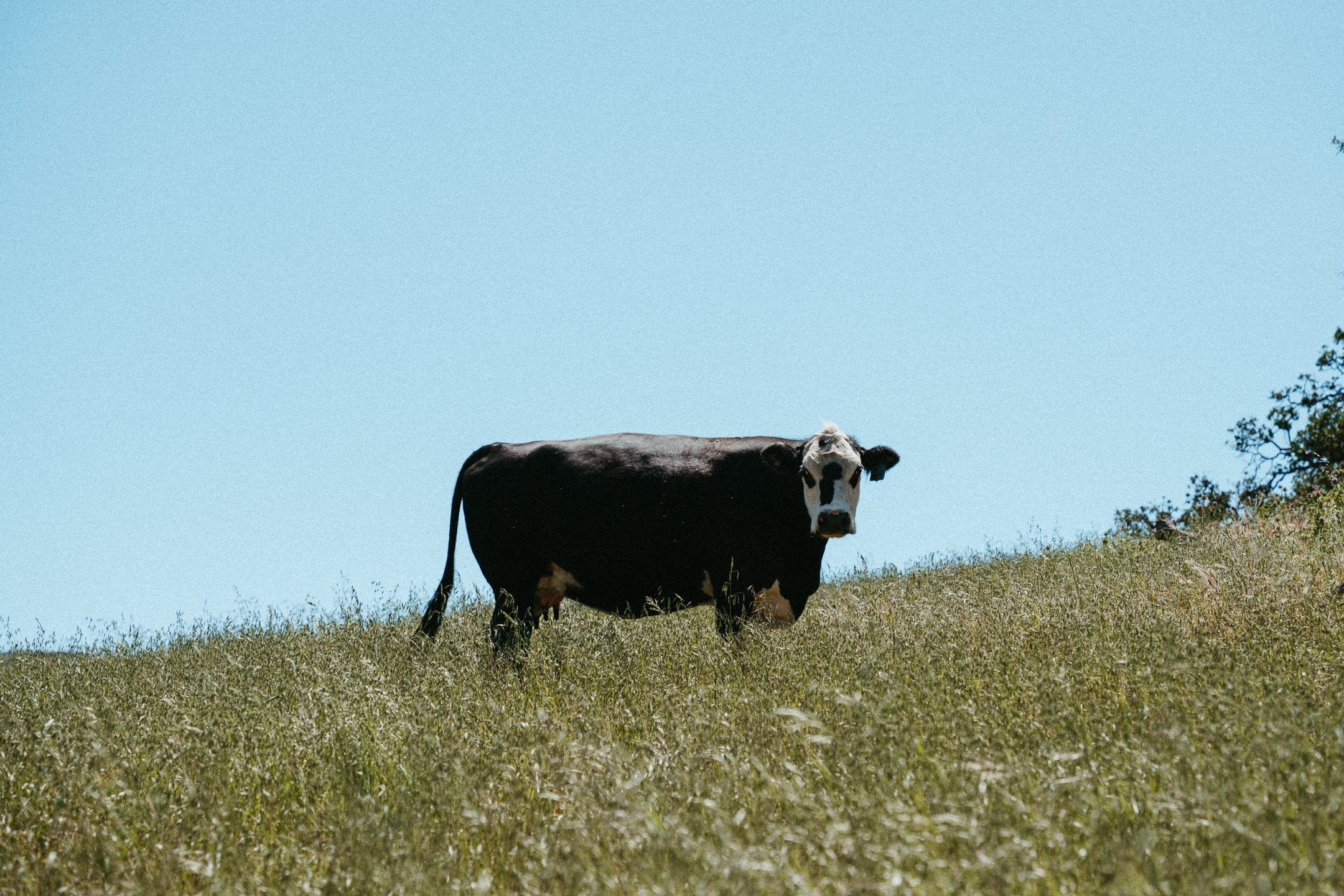 Raised on Grass, With Love: 24 Hours at Avenales Ranch
