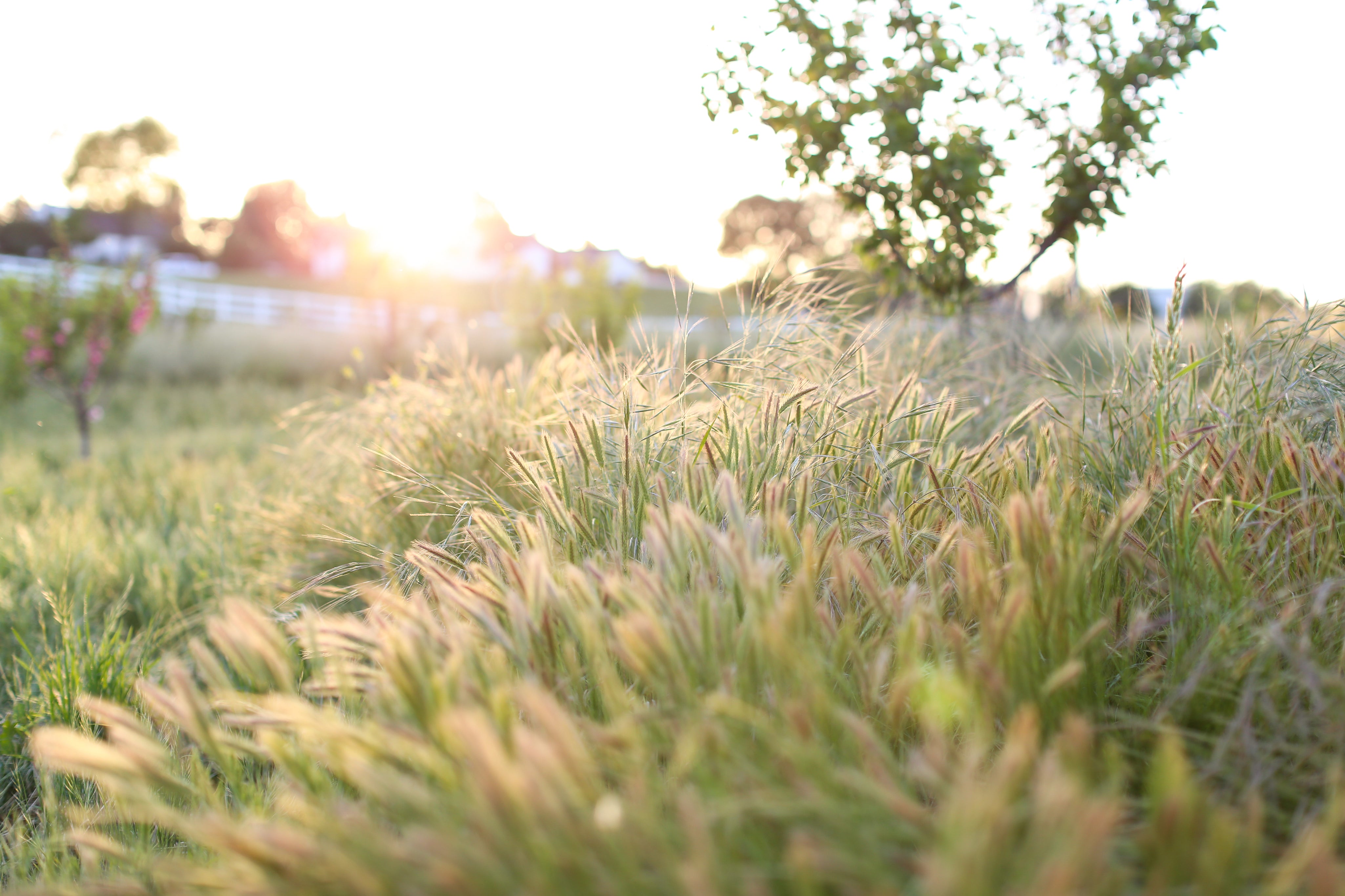 Conventional vs. Regenerative Soil Comparison