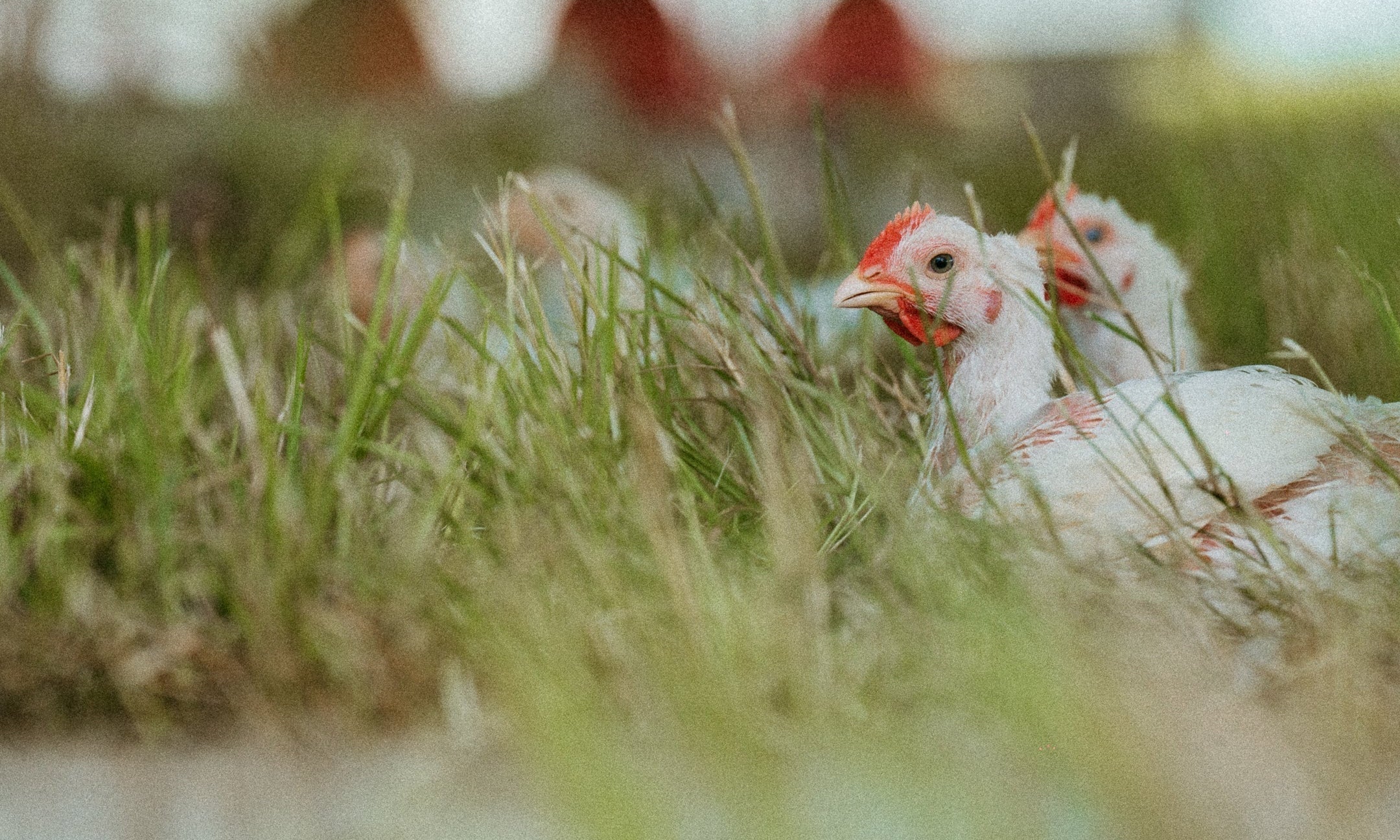 The Ultimate Guide to Meat & Egg Labels: What "Grass-Fed," "Pasture-Raised," "Free-Range," and "Organic" Actually Mean