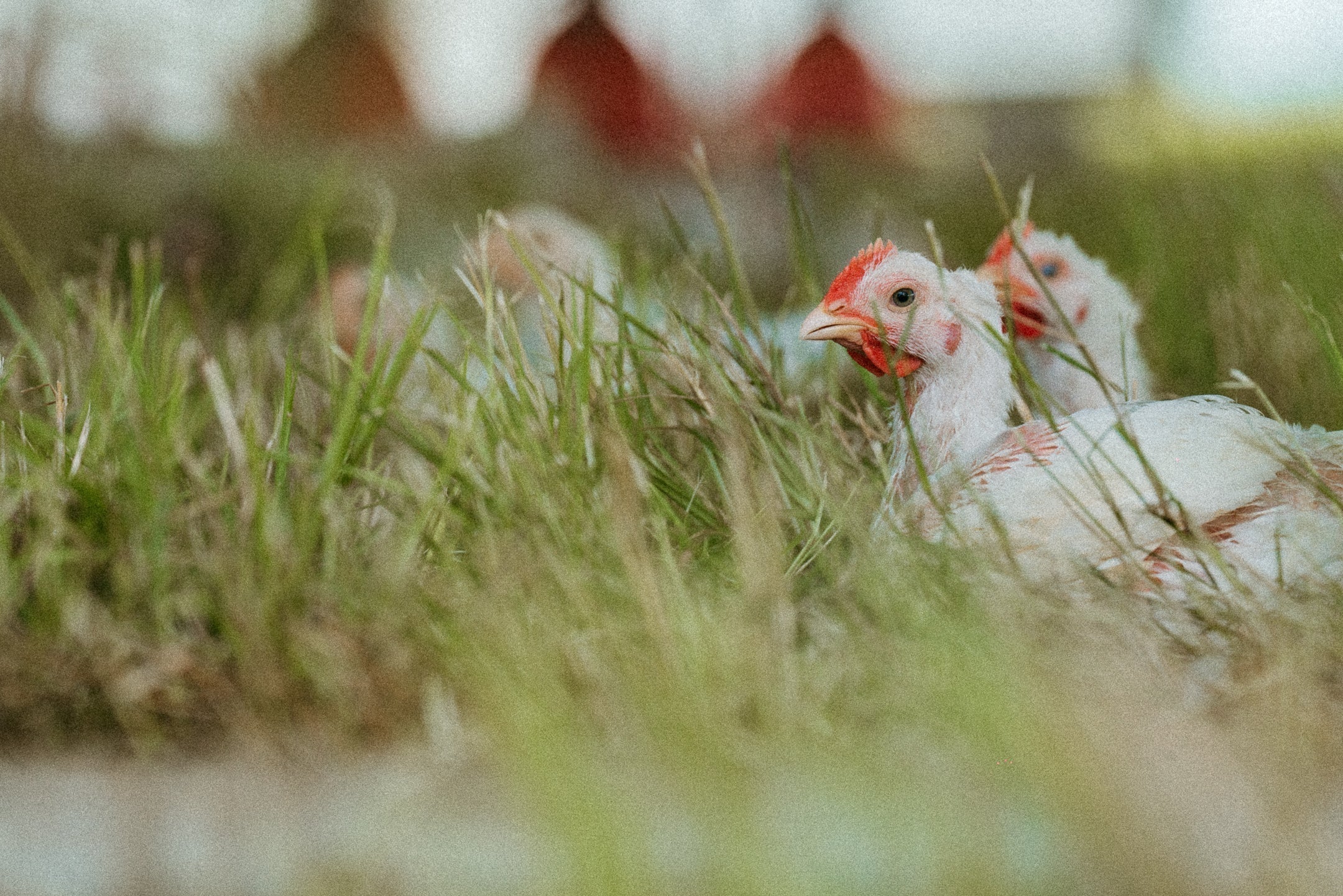 The Ultimate Guide to Meat & Egg Labels: What "Grass-Fed," "Pasture-Raised," "Free-Range," and "Organic" Actually Mean
