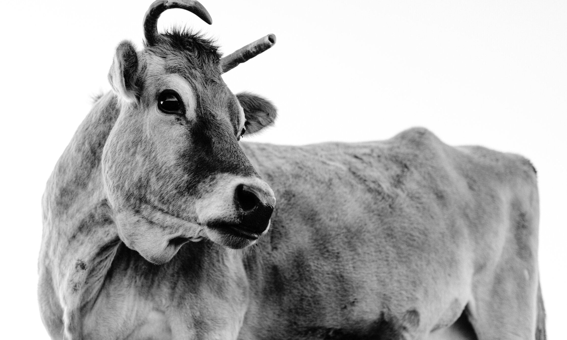 A close-up black and white image of a cow, symbolizing the quality and natural origin of grass-fed meats.