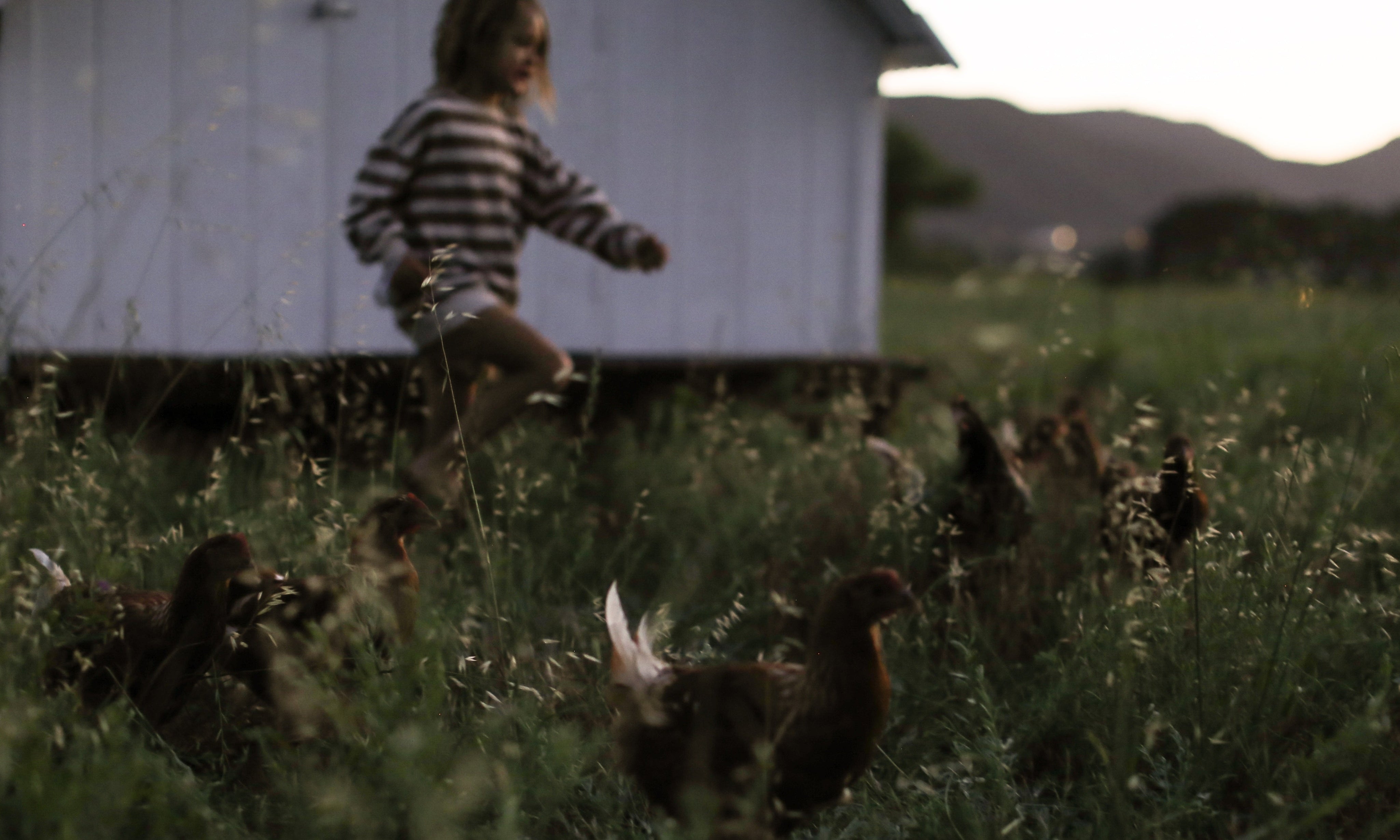 Pasture Raised Chicken Nutrition: How Feed Affects Omega-6, DHA & B Vitamins