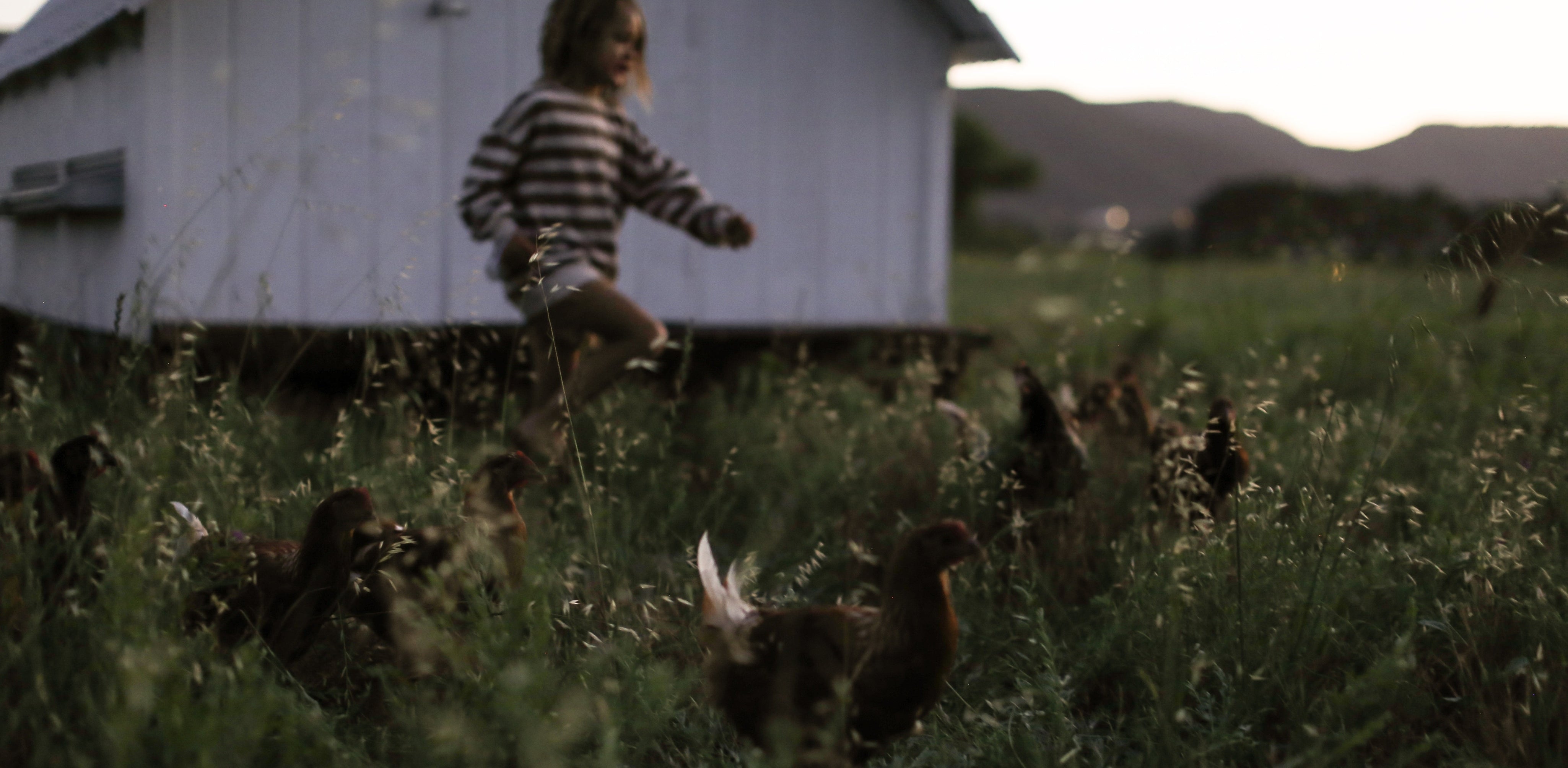Pasture Raised Chicken Nutrition: How Feed Affects Omega-6, DHA & B Vitamins