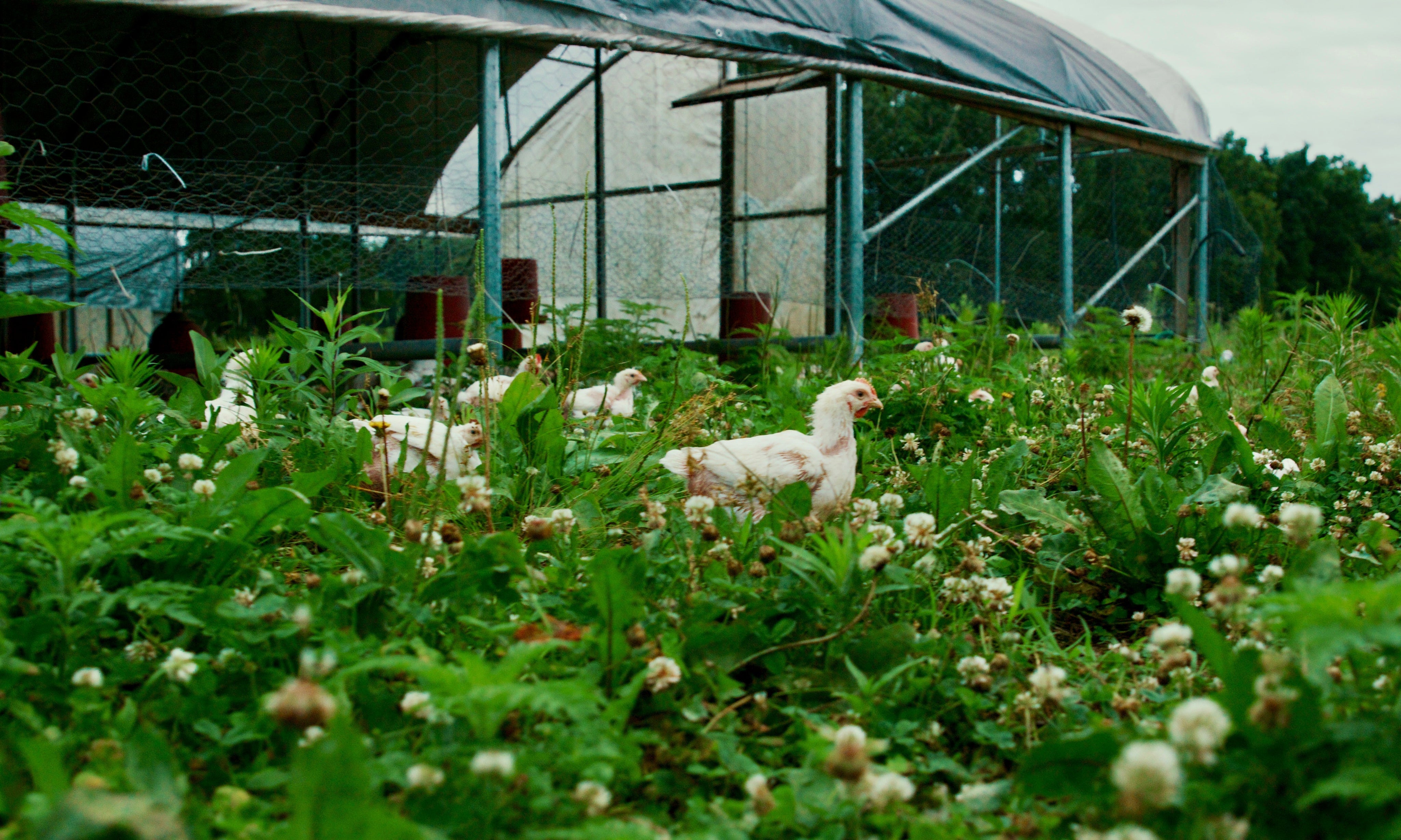 Our Chicken