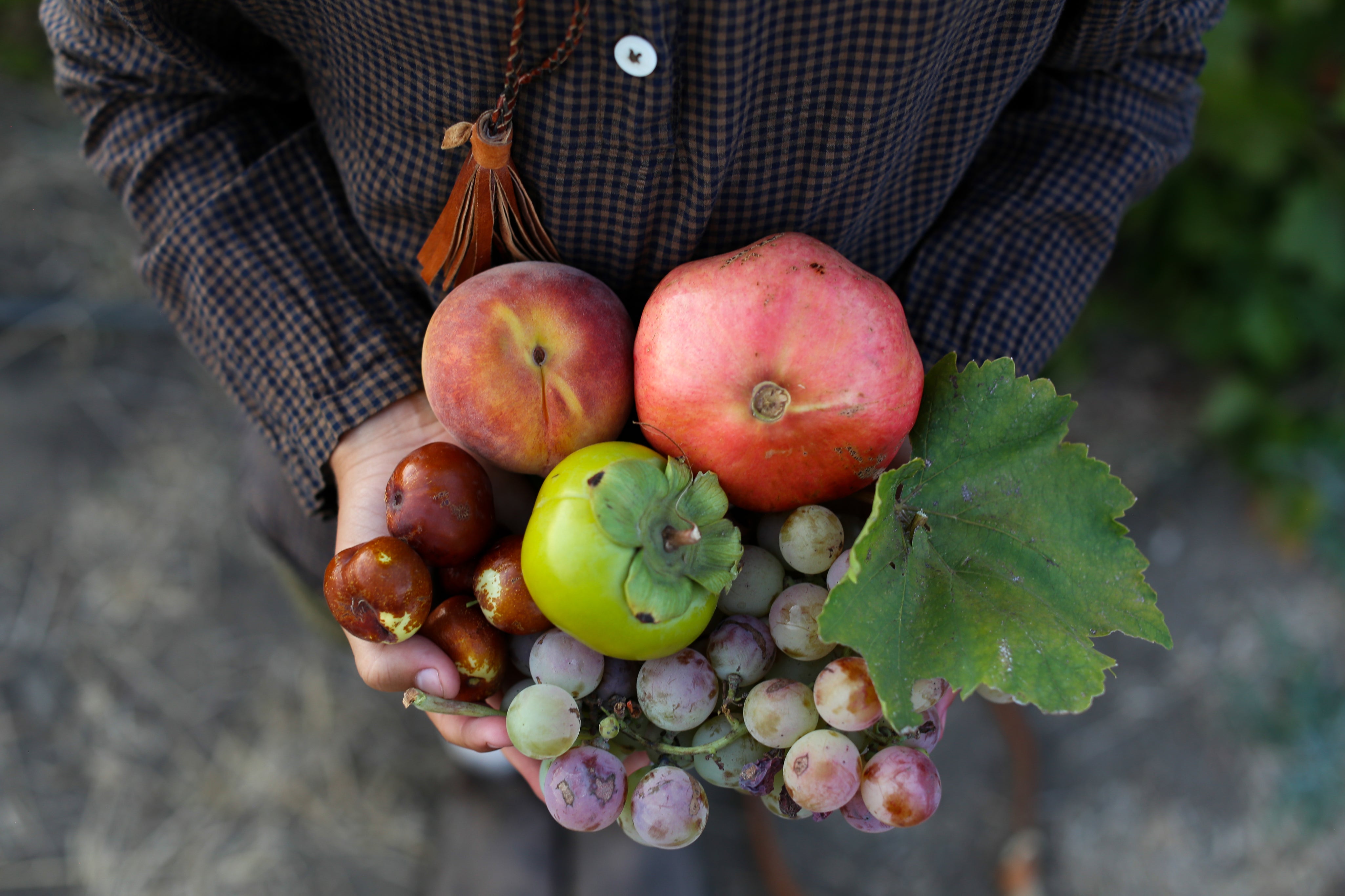 FRUITPICKING2024-4265.jpg