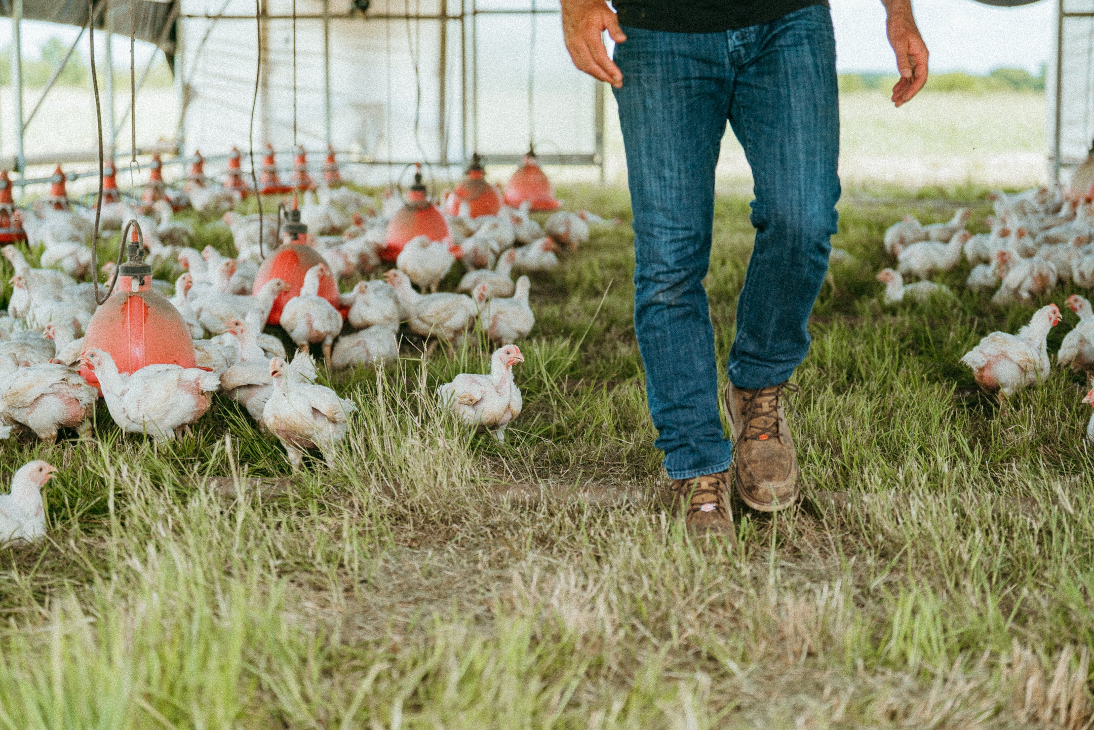 Pasture Raised Chicken