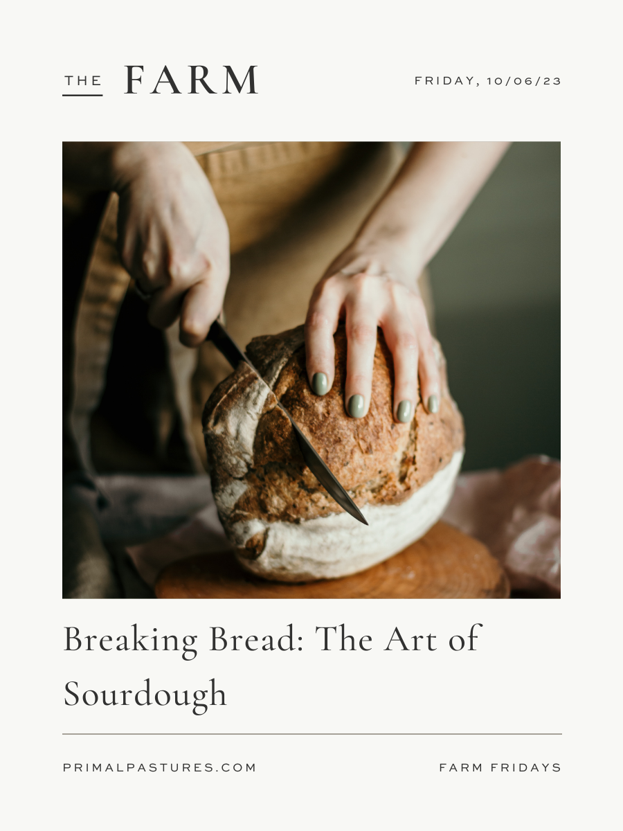 10/6/23: The Art of Sourdough Making