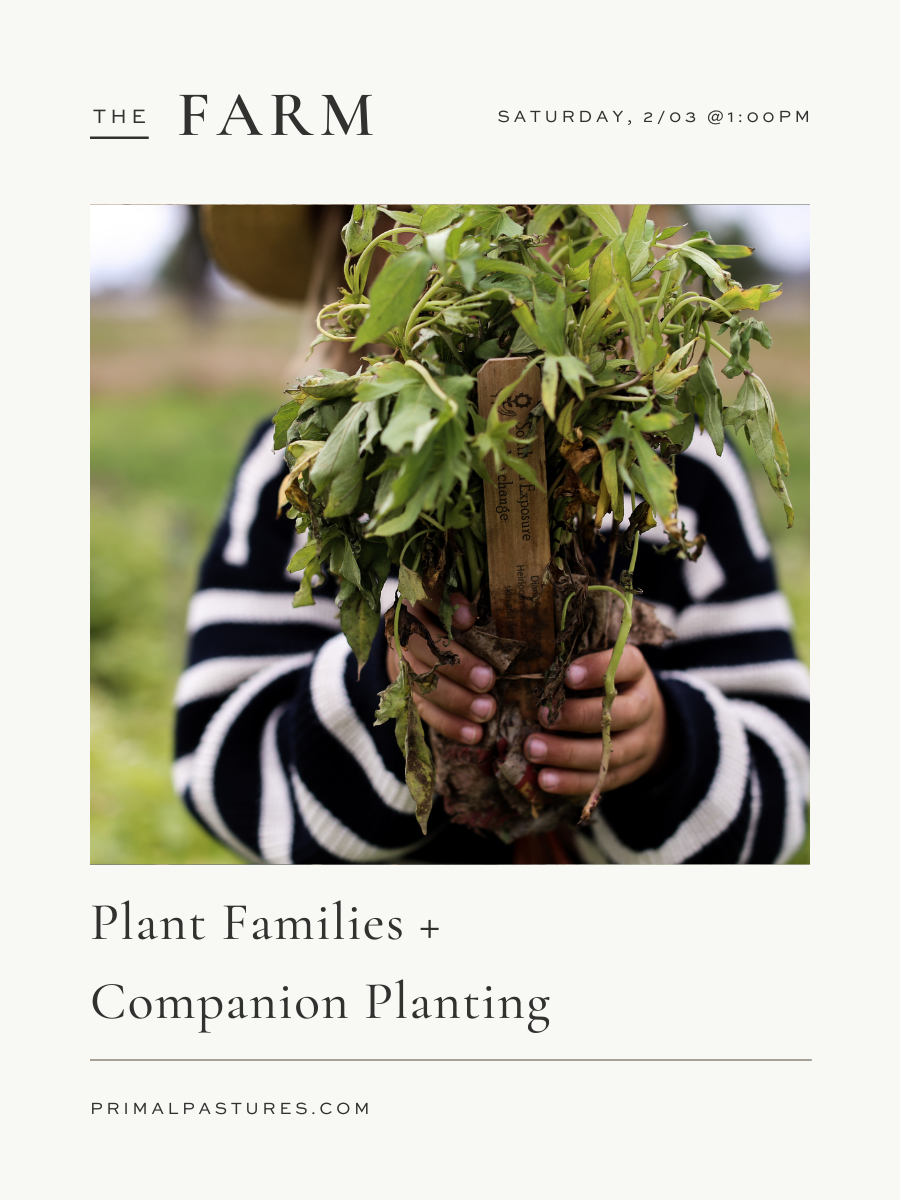 2/03/24: Plant Families + Companion Planting