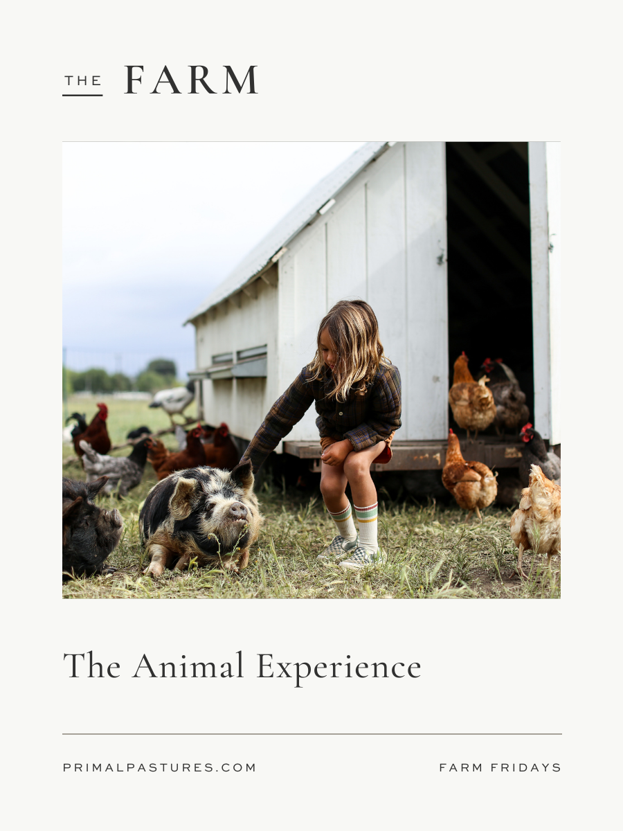 The Animal Experience