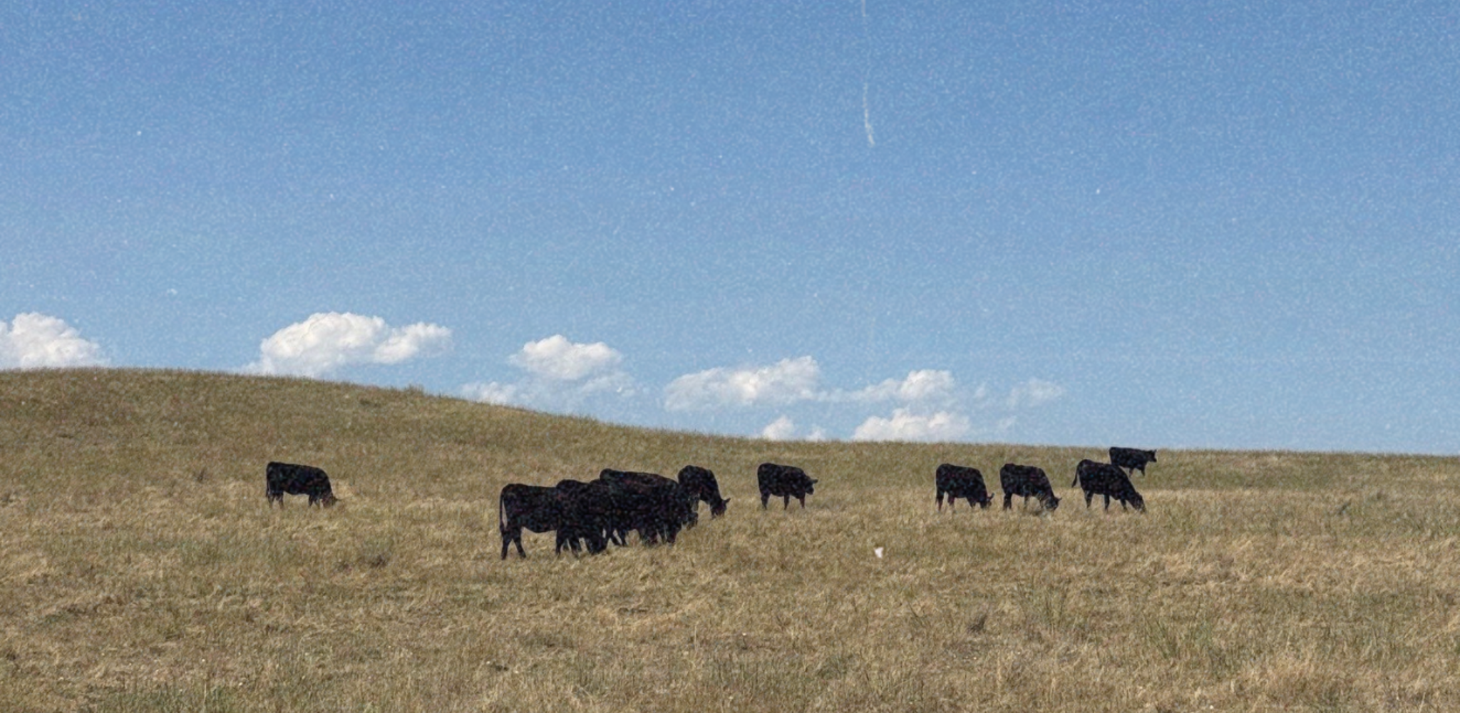 Pasture Raised Beef