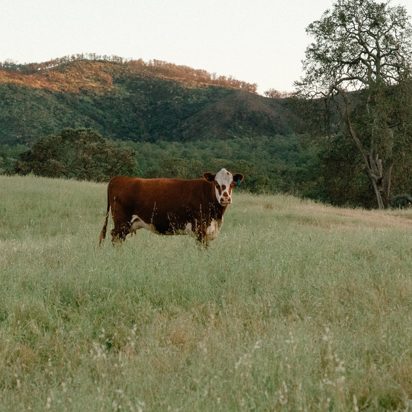 Cow standing in a grassy field with trees and hills in the background