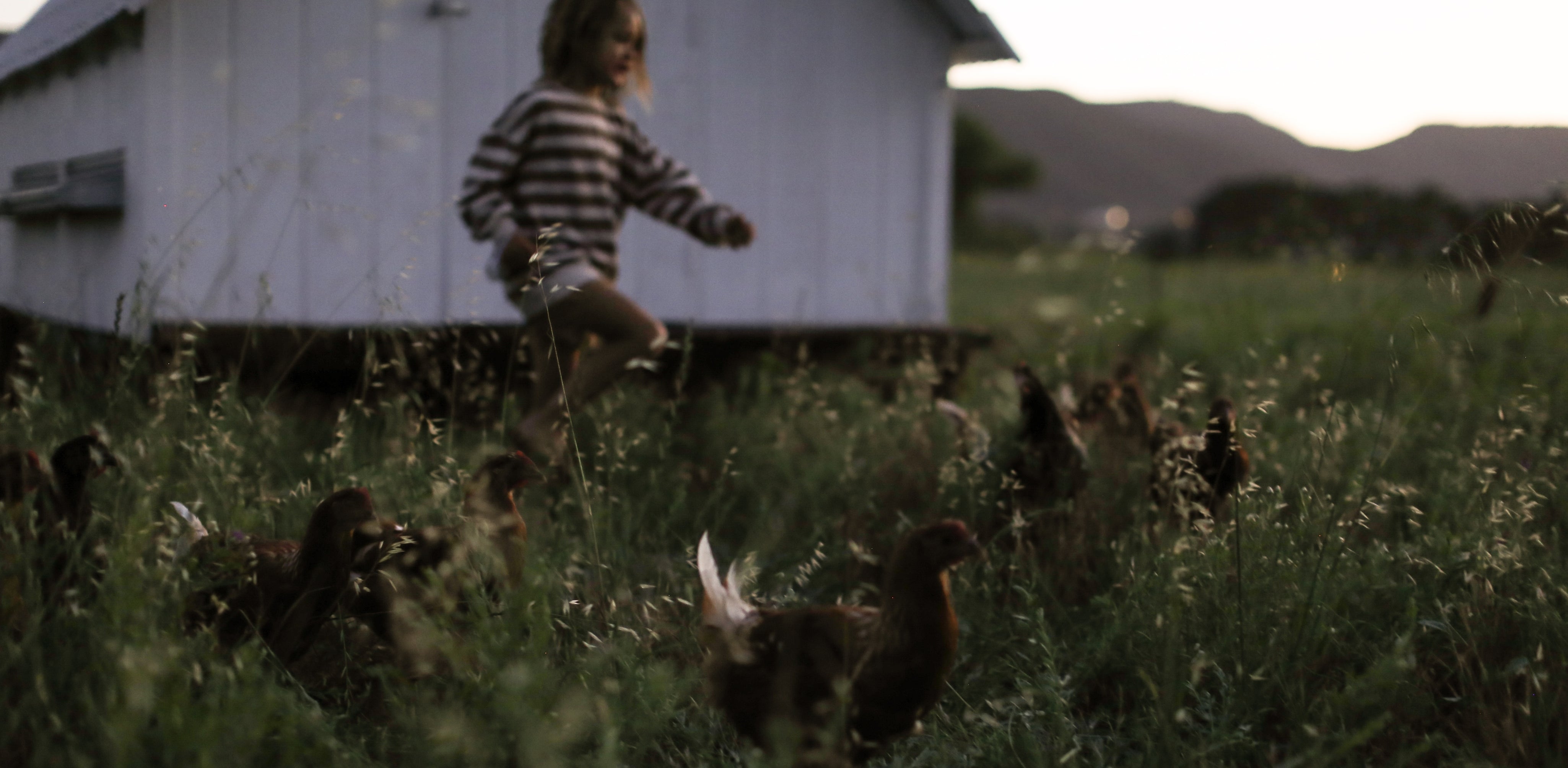 chicken_blog_header.jpg