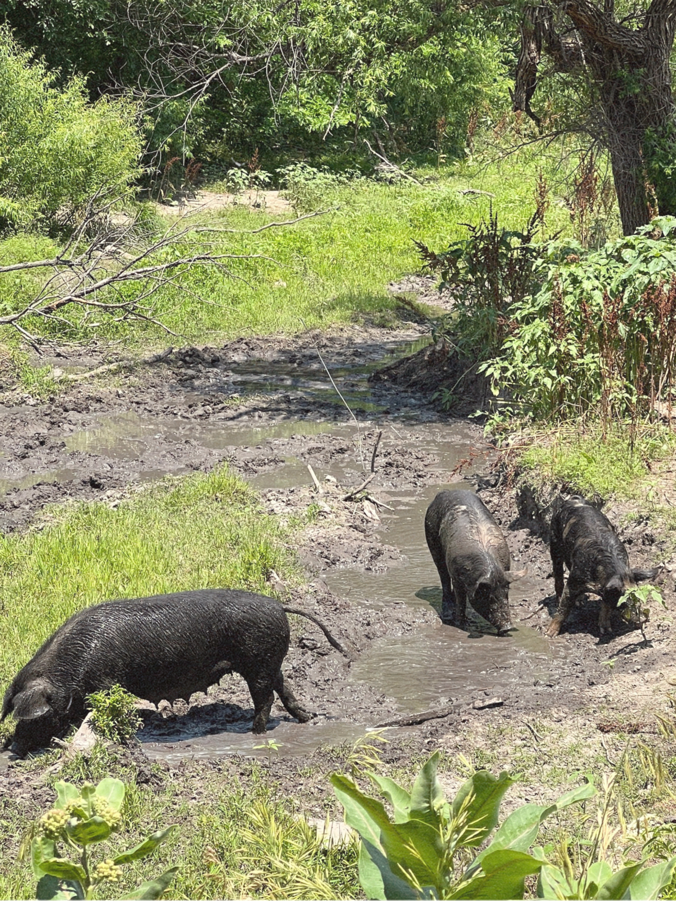 Three pigs foraging in a muddy area surrounded by greenery