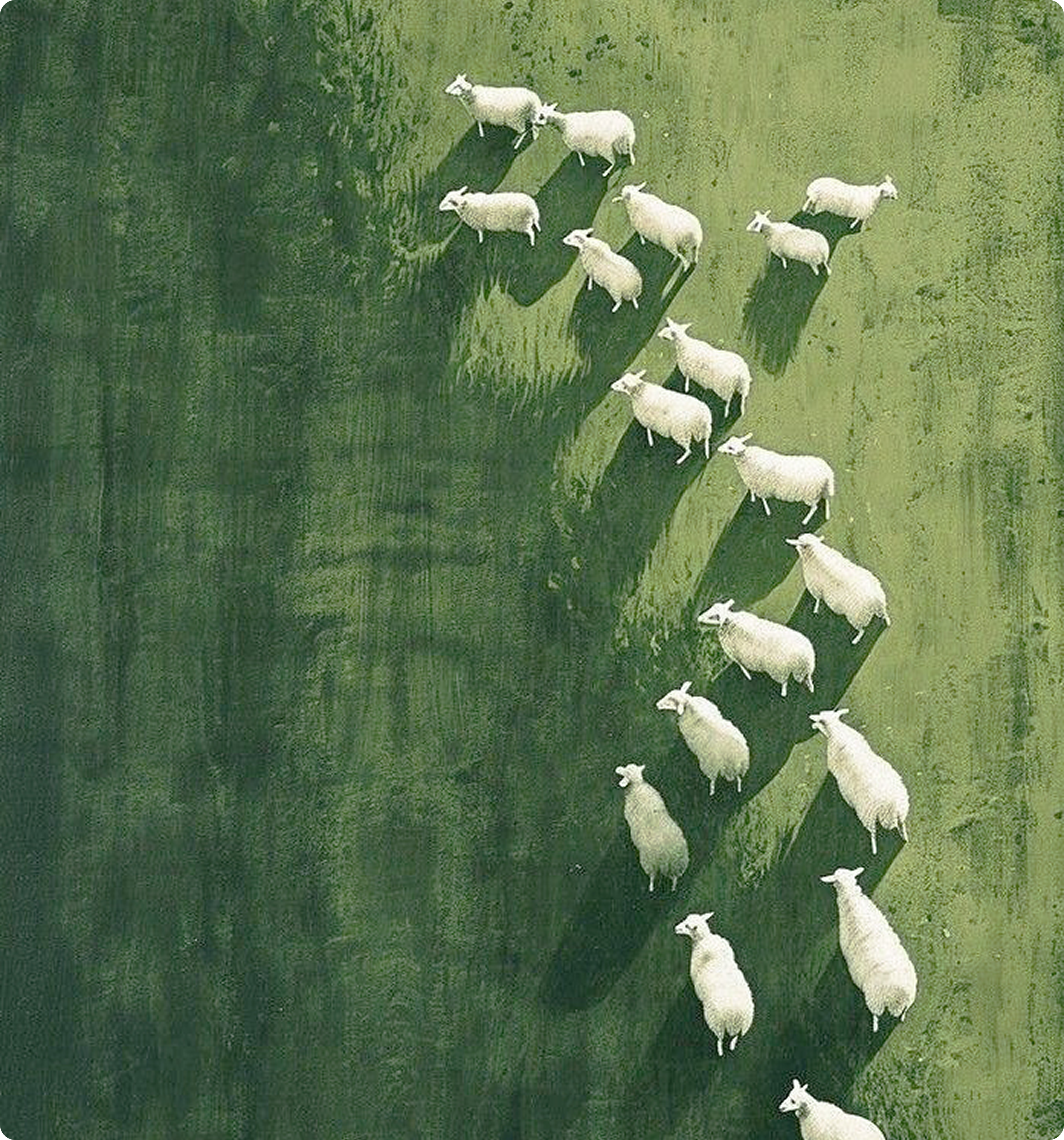 Pasture Raised Lamb