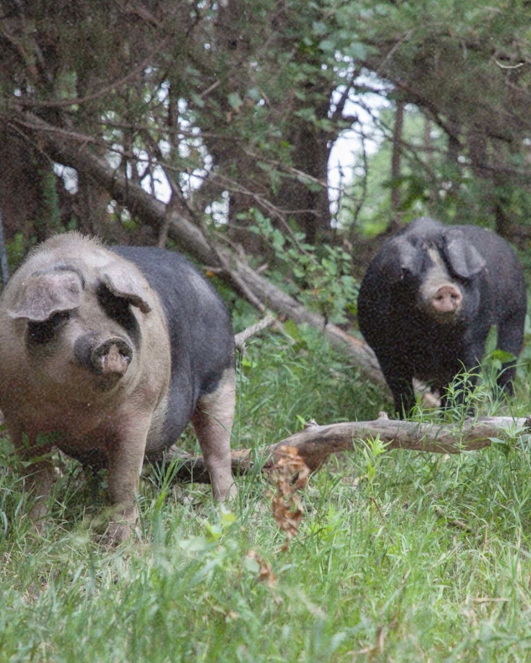 heritage_breed_pork_clear_creek_nebraska_-_1.png