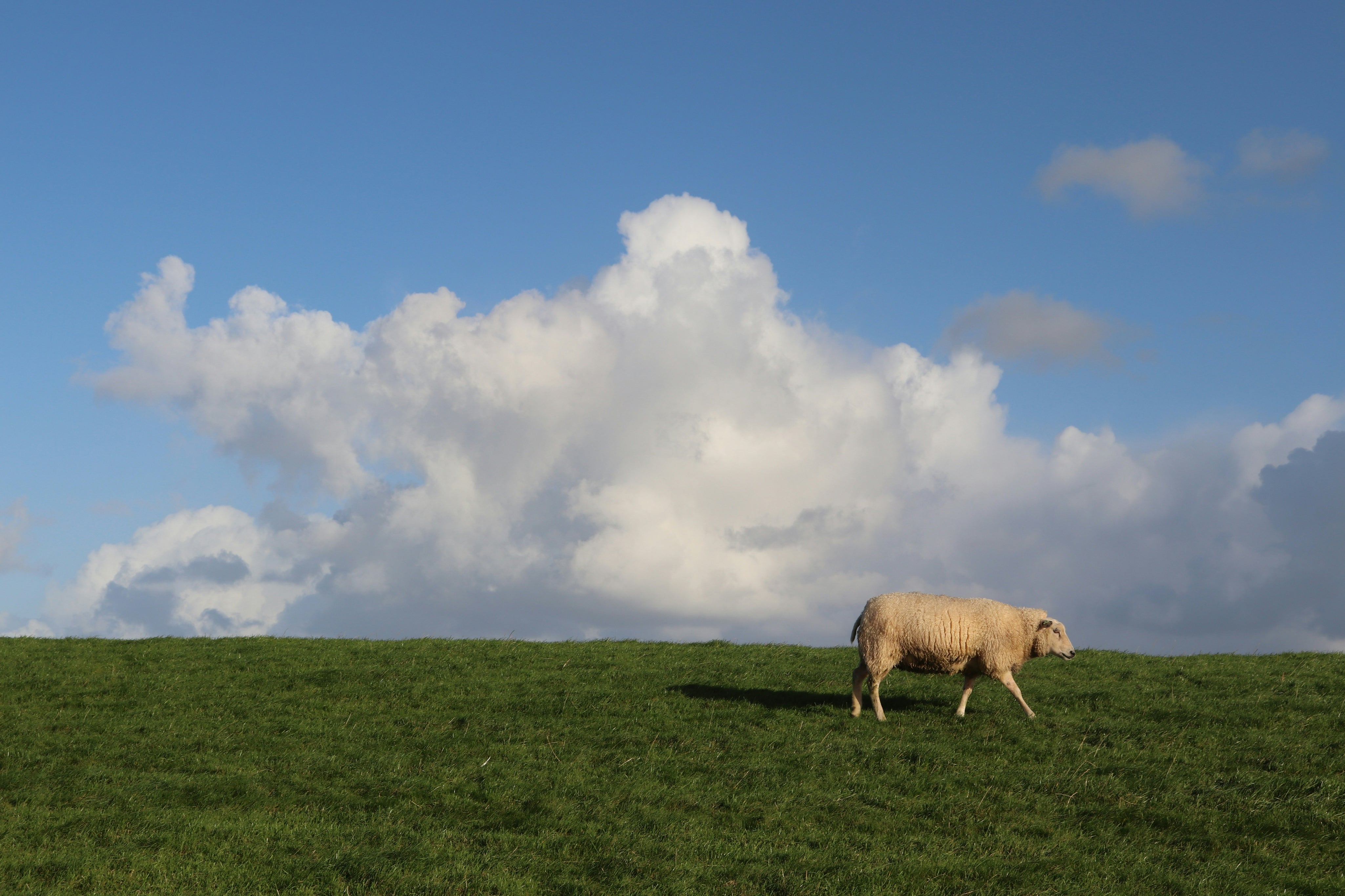 Sheep grazing on a grassy field with a blue sky and clouds in the background