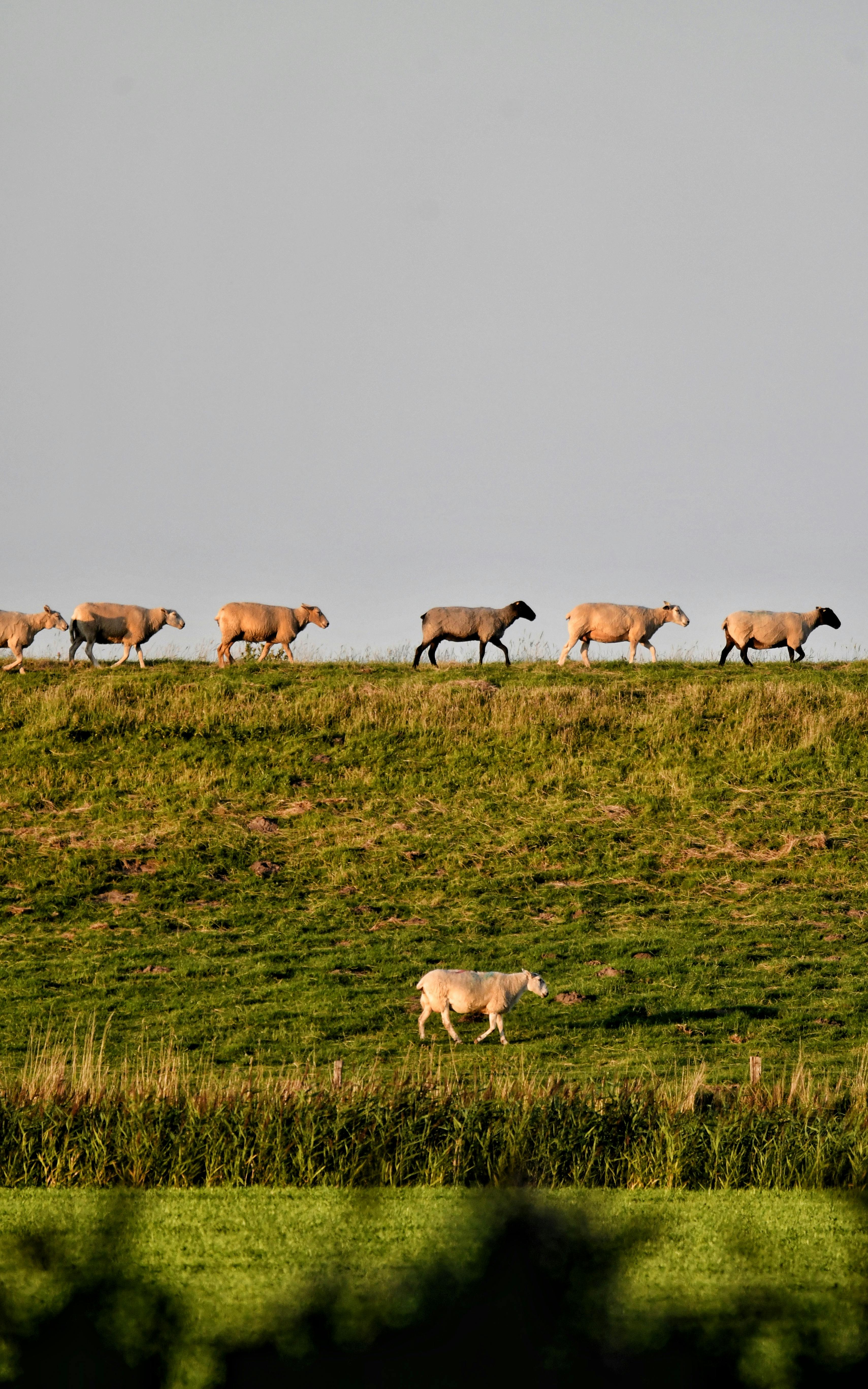 Sheep grazing on a grassy hill with a clear sky