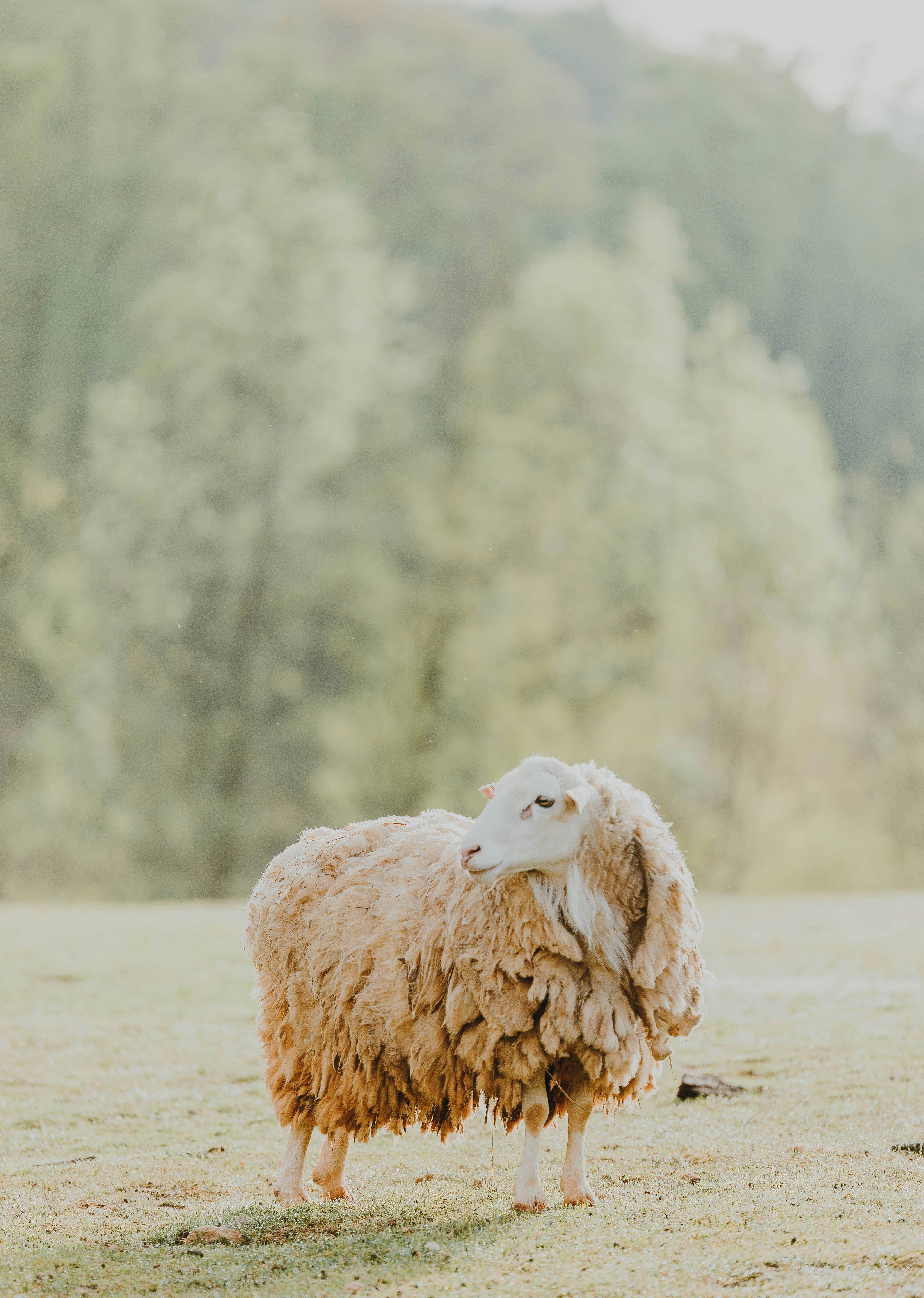sophia-hopkins-CAAbbD7N9EE-unsplash.jpg