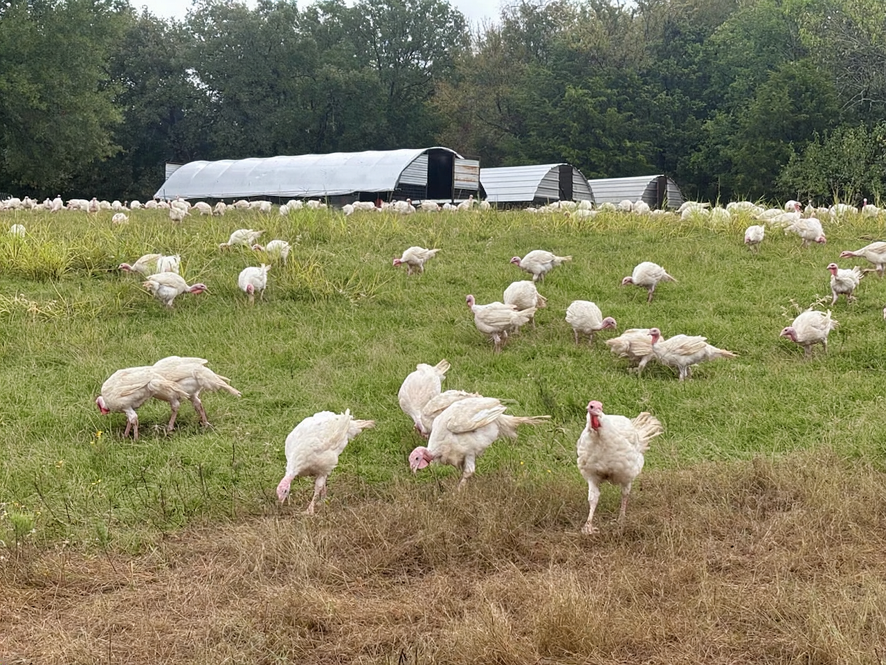 turkeys_primalpasture_1.png