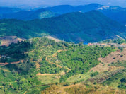 Biodynamic Coffee