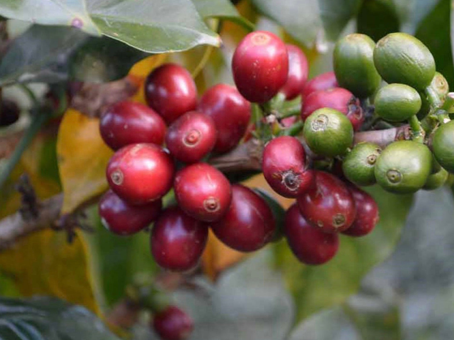 Biodynamic Coffee