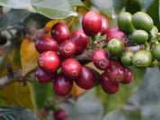 Biodynamic Coffee