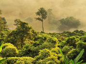 Biodynamic Coffee