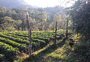 Biodynamic Coffee