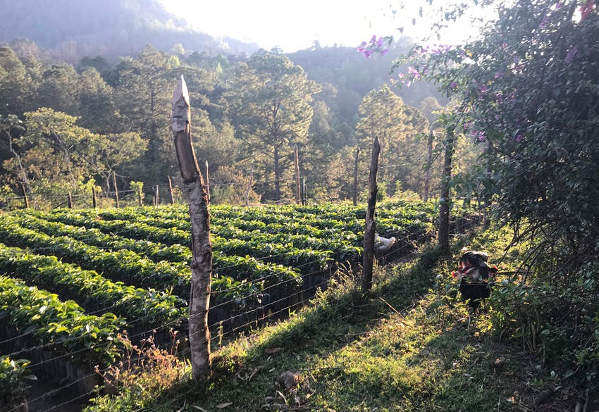 Biodynamic Coffee