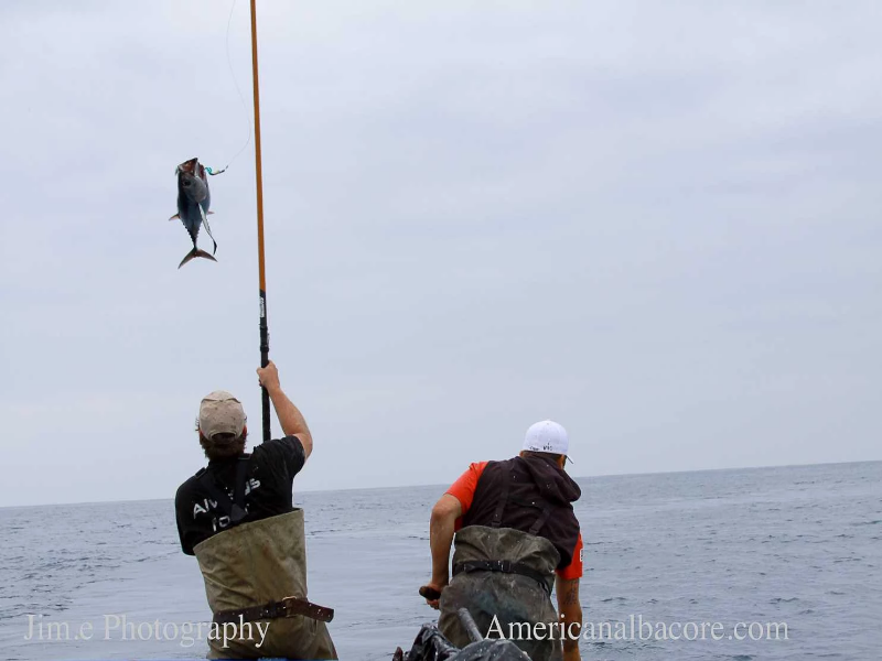 commercial cane pole fishing tuna L.T. Marine Swim Hook and Tuna You Can Trust by Martha Stewart Living Heres a clip from out