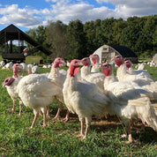 Primal turkeys out on grass pasture
