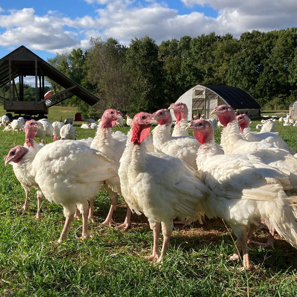 Primal turkeys out on grass pasture